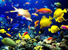Reef