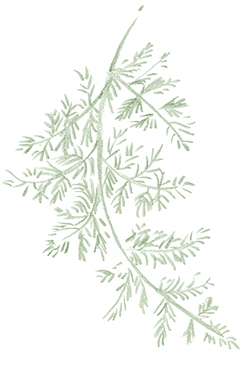 gramine-vert.png