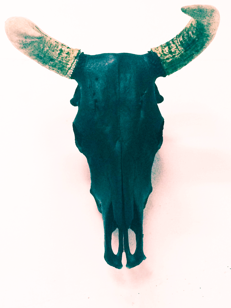 le-TORO