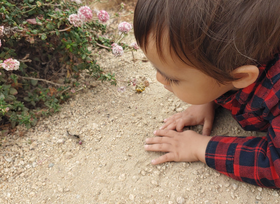 observando una oruga.jpg