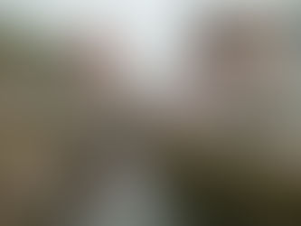 江戸川公園のさくら