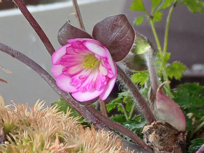 「その時は家で　開業ナースがゆく」