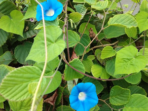 「まだ まだ まだできるよ」