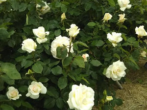 1月から3月に読まれた記事です