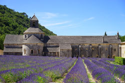 Abbaye de Sénanque, lavender starting mid-June