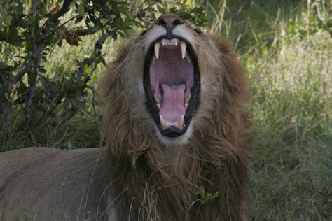 Lions and their Manes
