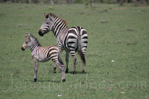 Why Do Zebras Have Stripes?