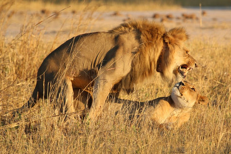 Cecil the Lion: The Next Generation?