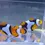 Thumbnail: Onyx True Percula Clownfish (Amphiprion percula)