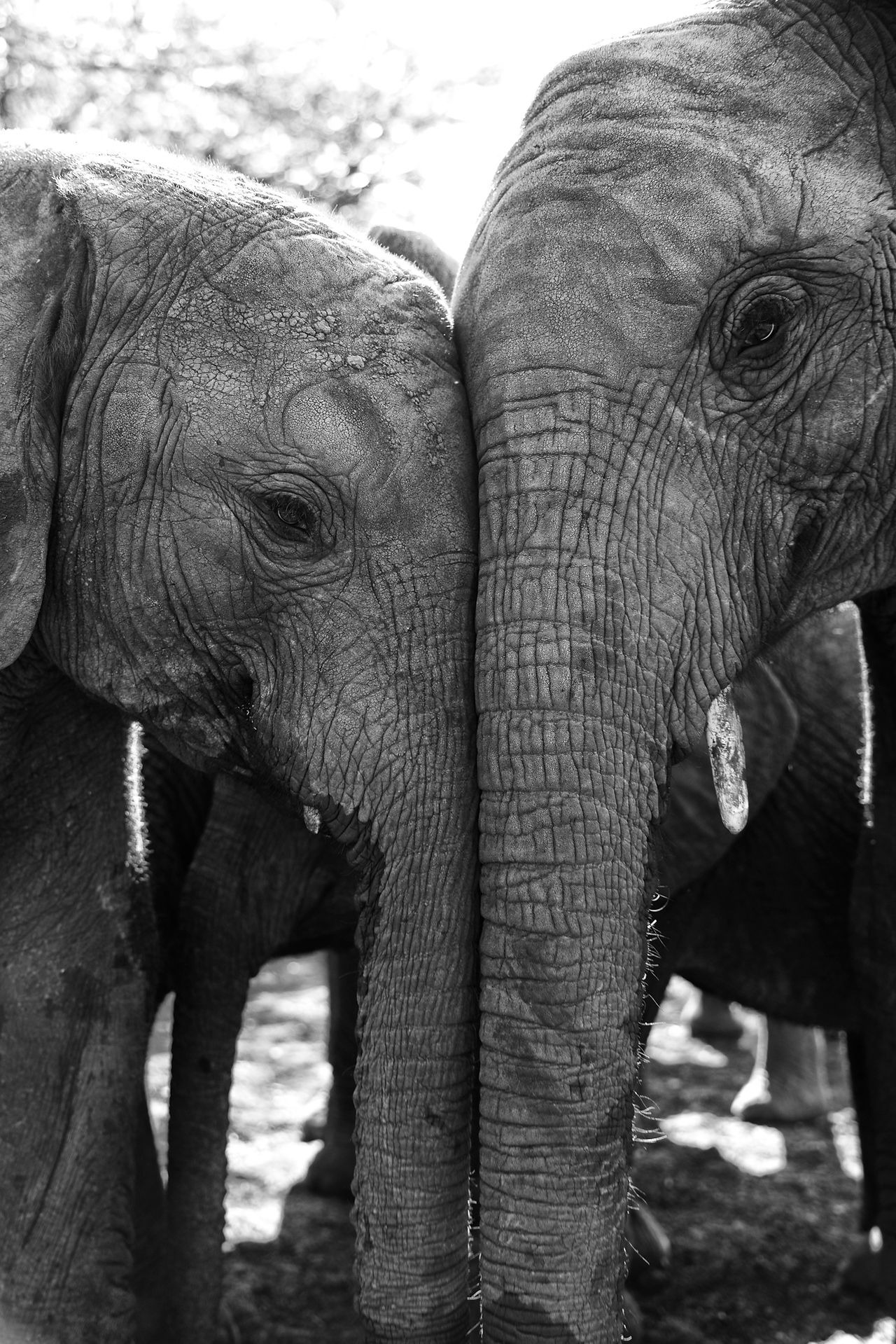 Sheldrick Wildlife Trust