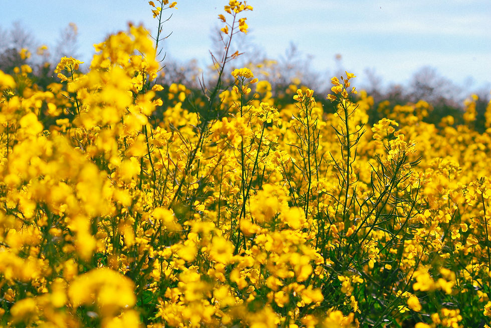 Rape Seed Field in the Cotswolds in spring full yellow bloom.