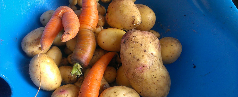 growing veg