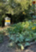 IMG_1590.jpeg