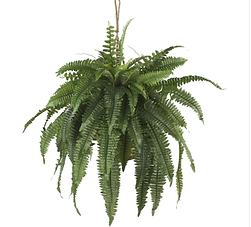 Hanging Ferns