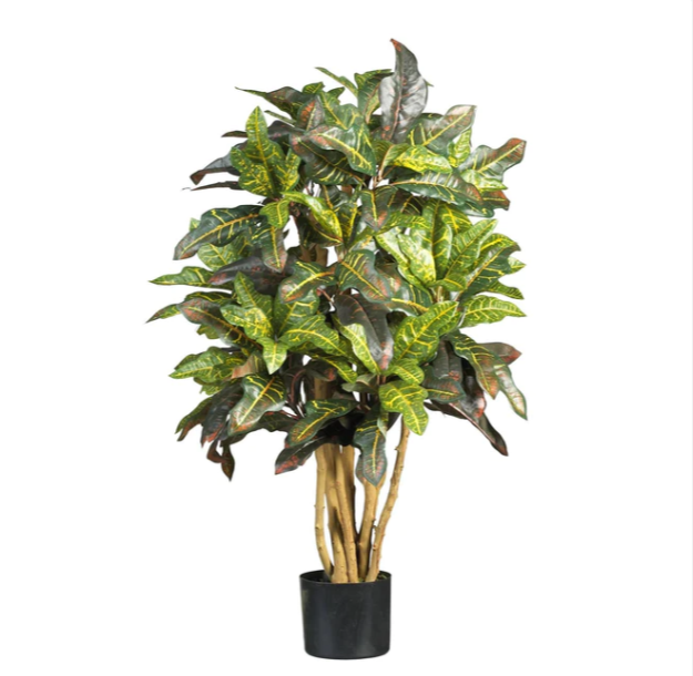3' Croton Silk Tree