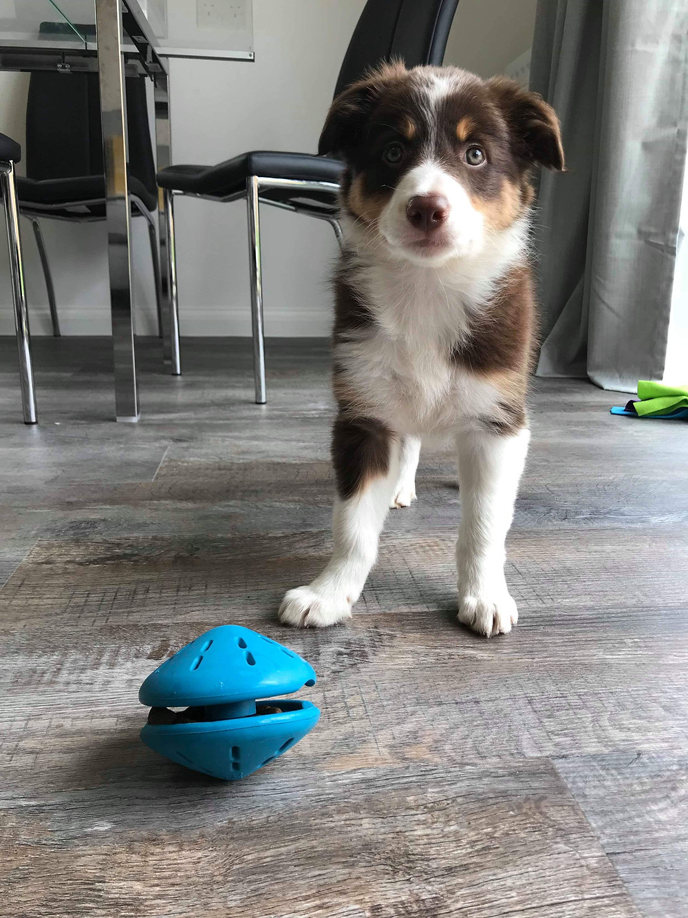 Amber with her puzzle feeder
