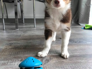 HELP! MY DOG NEEDS MORE THAN 1 WALK A DAY!