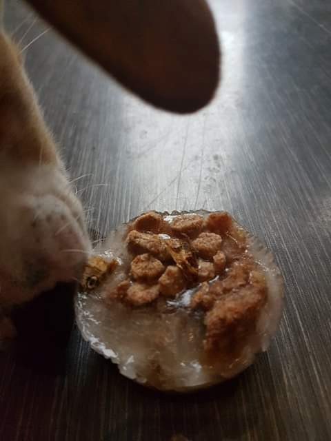 Holly with her normal treats and food frozen, using a cake tin