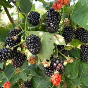 Video: Blackberries Experience Exciting Genetic Expression with Ag Conditioner