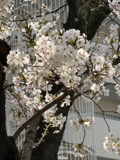 桜の花びら ☆彡綺麗です!