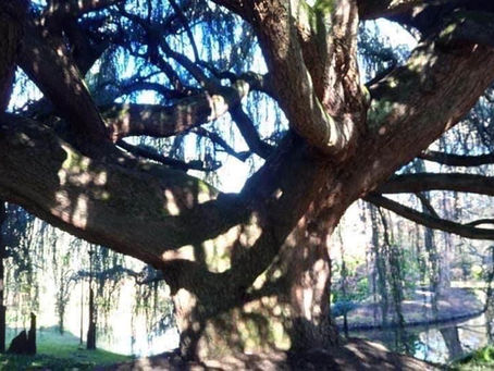 Message du Cèdre Bleu