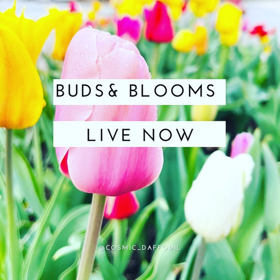 Tulips with title of journal issue called "Buds and Blooms"