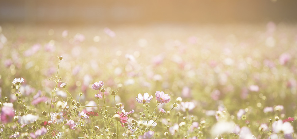 The Wallflower & Wallace - field of flowers