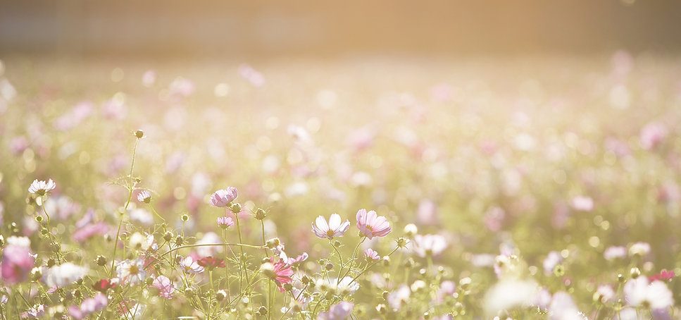 The Wallflower & Wallace - field of flowers