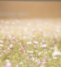 Field of Flowers