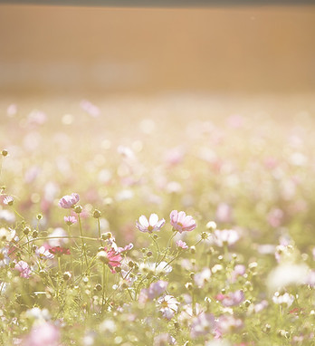Field of Flowers