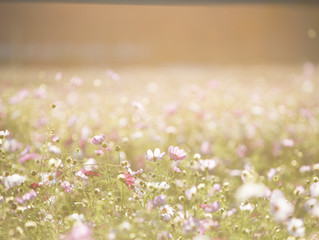 Let’s Go Forward on the Flowery Path