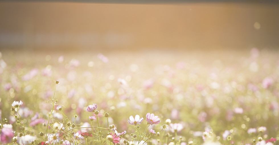 Feld voller Blumen