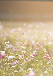 Field of Flowers