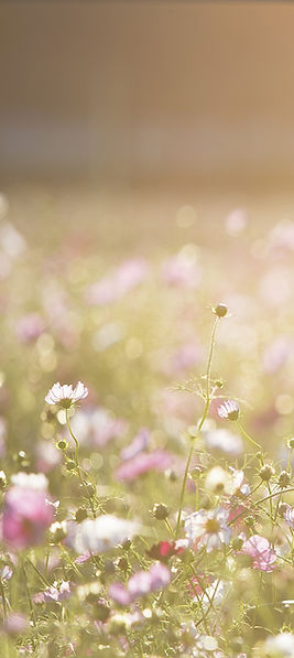 Champ de fleurs