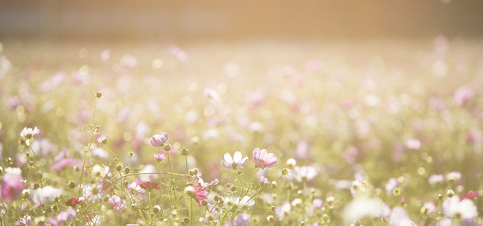 Field of Flowers