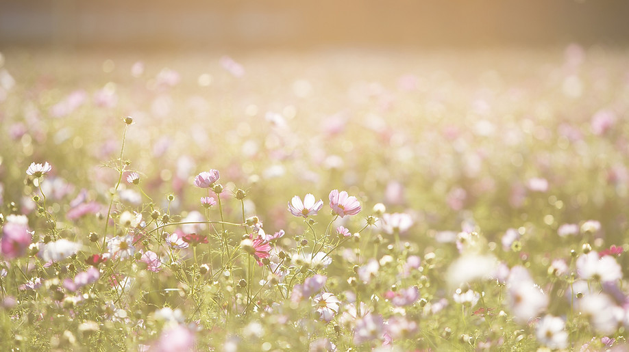 Field of Flowers