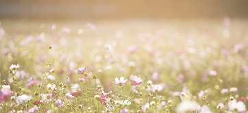 Field of Flowers