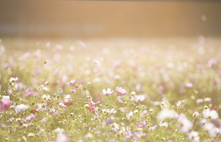 Field of Flowers