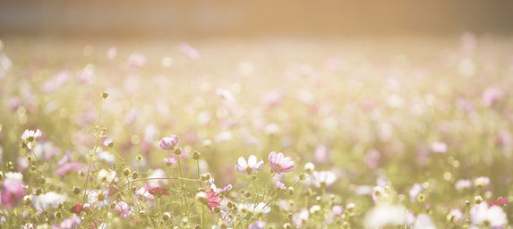 Field of Flowers