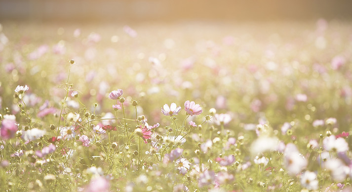 Field of Flowers