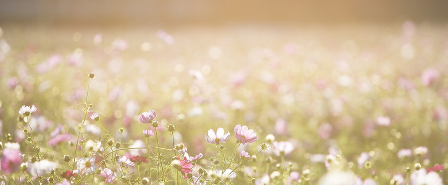 Field of Flowers