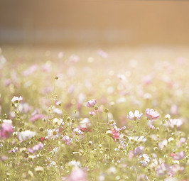 Field of Flowers