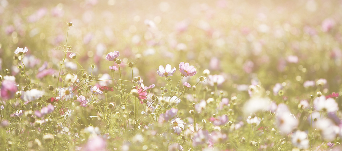 Field of Flowers