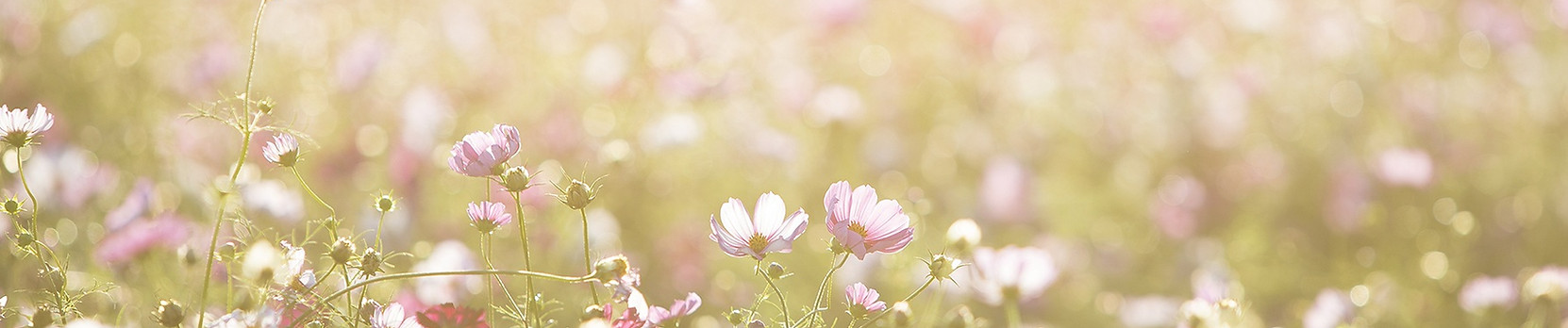 Field of Blossoms