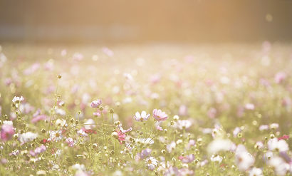 Field of Flowers
