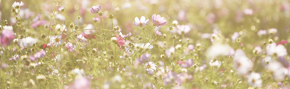 Field of Flowers