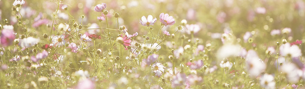 Field of Flowers