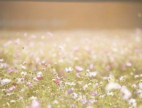Field of Flowers
