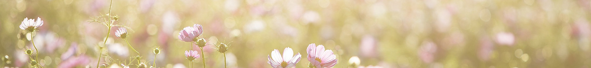 Field of Flowers
