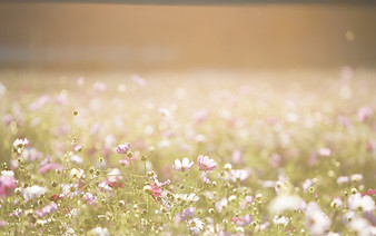 Field of Flowers